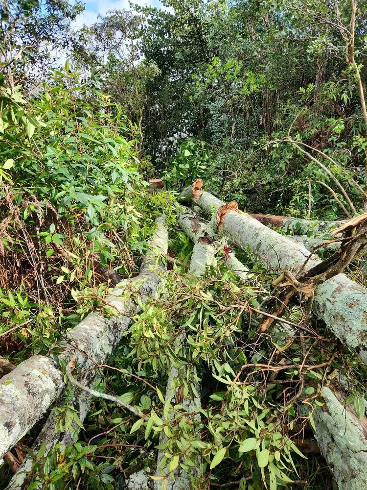 Expert landscaping services for year-round maintenance in Hilo, HI by Big Island Yard Works