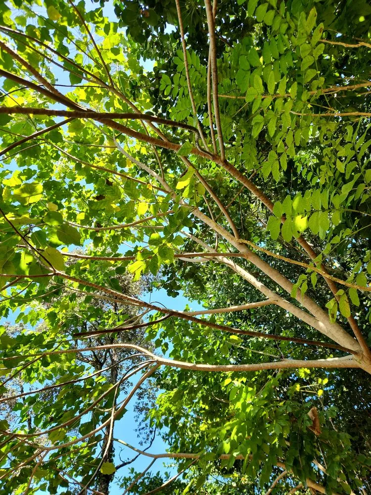 Reliable landscape installation for beautiful yards across Hilo, HI - Big Island Yard Works