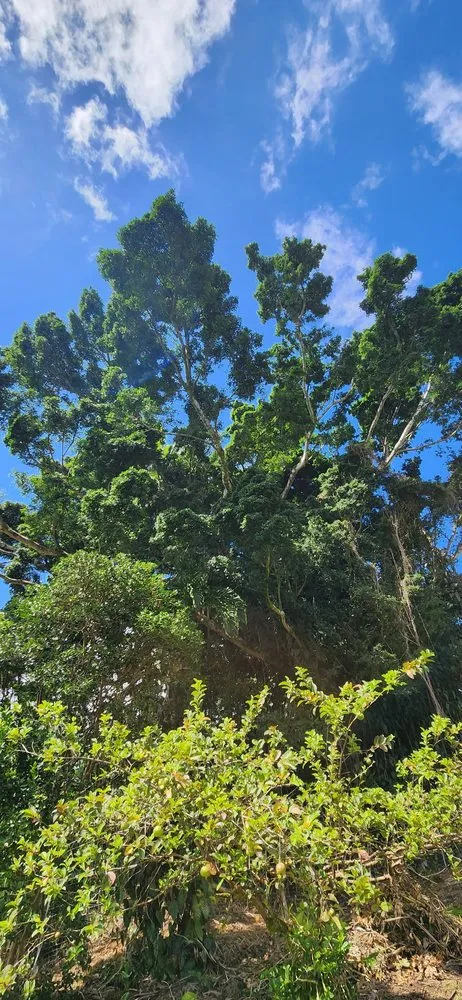 Expert yard maintenance for residential properties across Hilo, HI - Big Island Yard Works