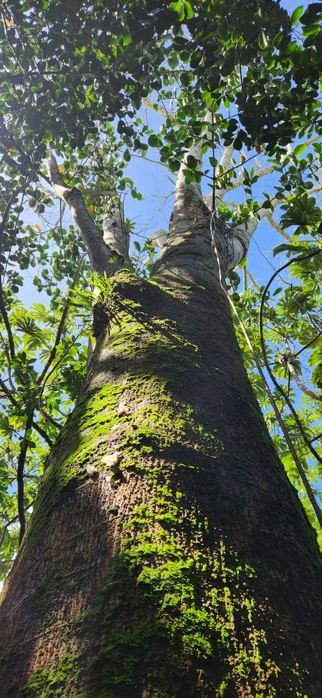 Affordable lawn mowing service in Hilo, HI by Big Island Yard Works