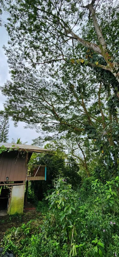 Custom yard maintenance experts serving Hilo, HI - Big Island Yard Works