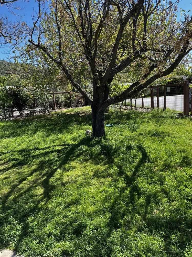 Trusted yard cleanup service in Clearlake, CA by Big Jack’s Lawnservice