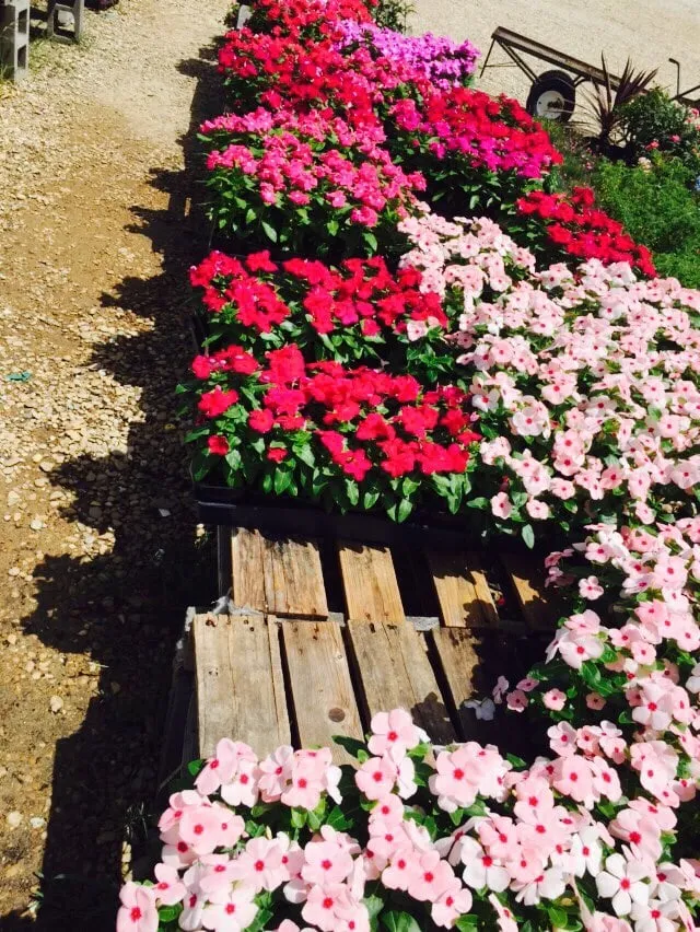 Trusted landscape installation experts serving Cedar Hill, TX - Big John's Nursery and Landscape