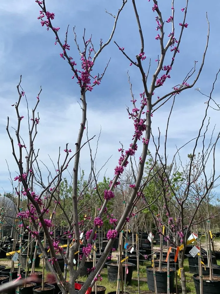 Expert lawn mowing service for homes across Cedar Hill, TX - Big John's Nursery and Landscape