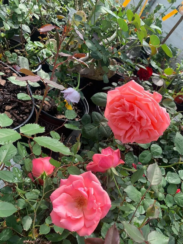 Local landscape installation in Cedar Hill, TX by Big John's Nursery and Landscape