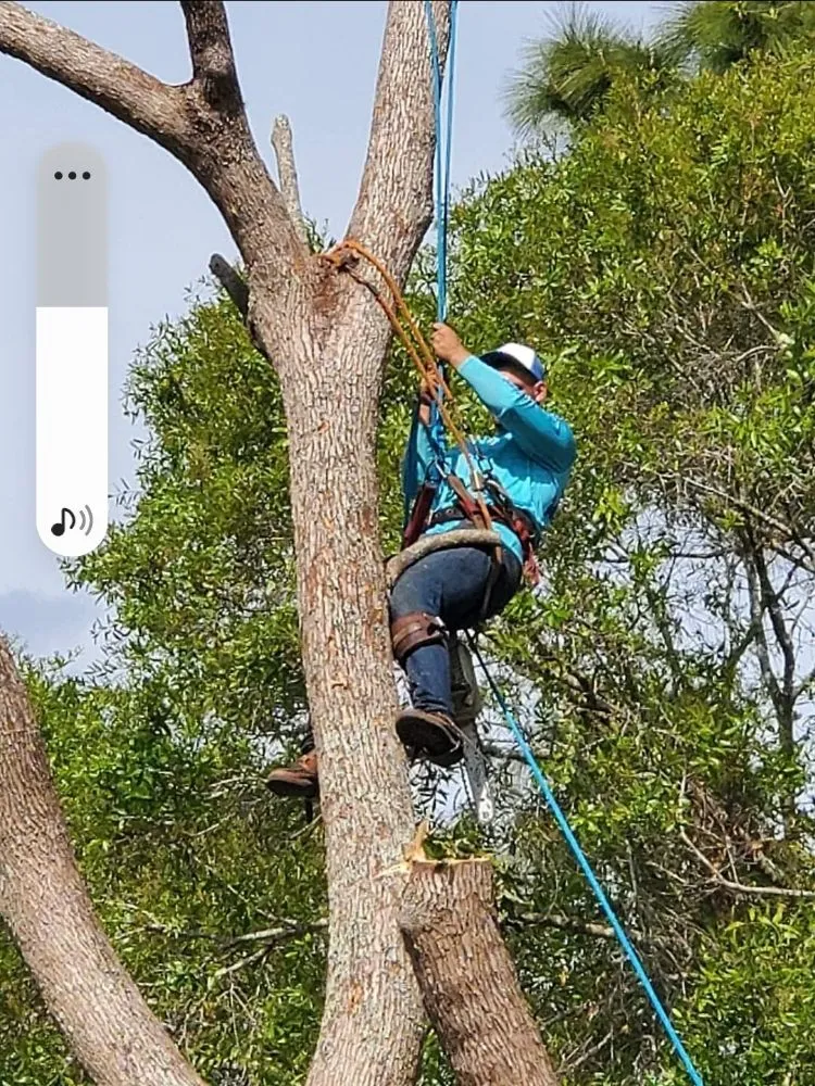 Affordable garden landscaping in Tampa, FL by Big Kountry Tree Service