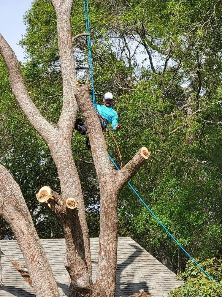 Custom garden landscaping for year-round maintenance across Tampa, FL - Big Kountry Tree Service