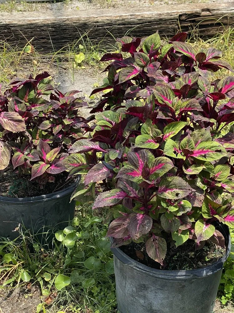 Affordable outdoor landscaping in Ormond Beach, FL - Big League Garden Center