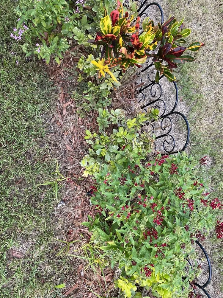 Reliable lawn mowing service experts serving Ormond Beach, FL - Big League Garden Center