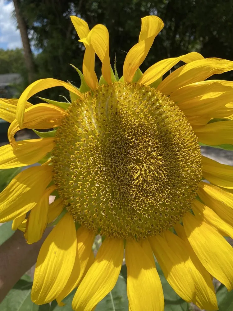 Local yard cleanup service in Ormond Beach, FL by Big League Garden Center