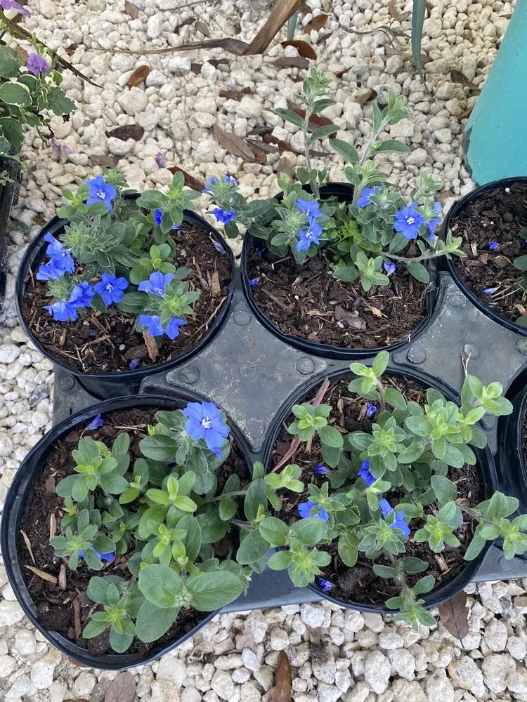 Reliable landscape installation for homes across Ormond Beach, FL - Big League Garden Center