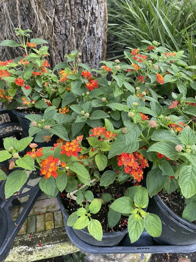 Local yard maintenance in Ormond Beach, FL - Big League Garden Center