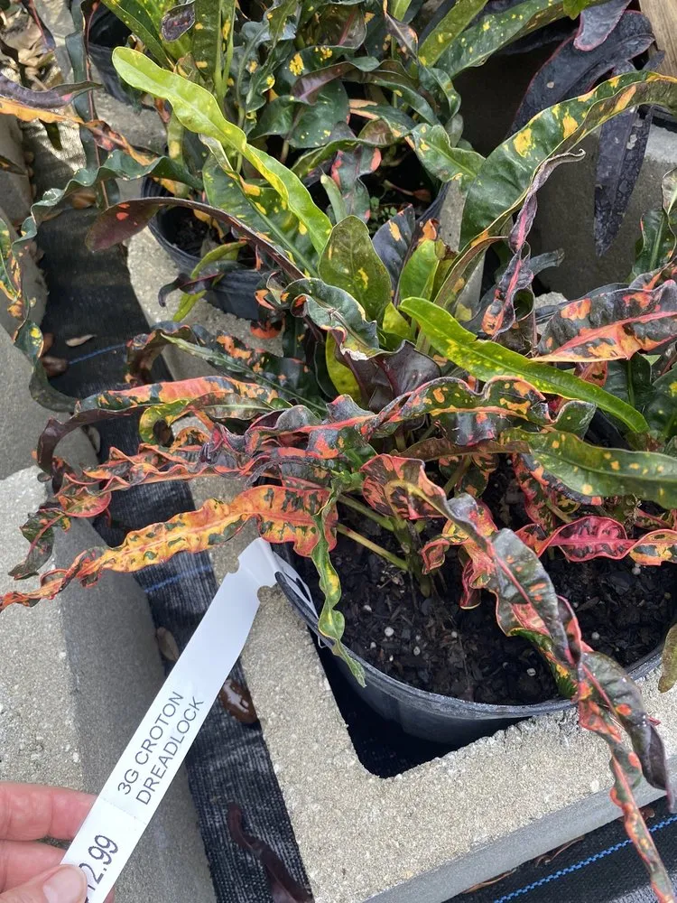 Expert lawn mowing service for residential properties in Ormond Beach, FL by Big League Garden Center