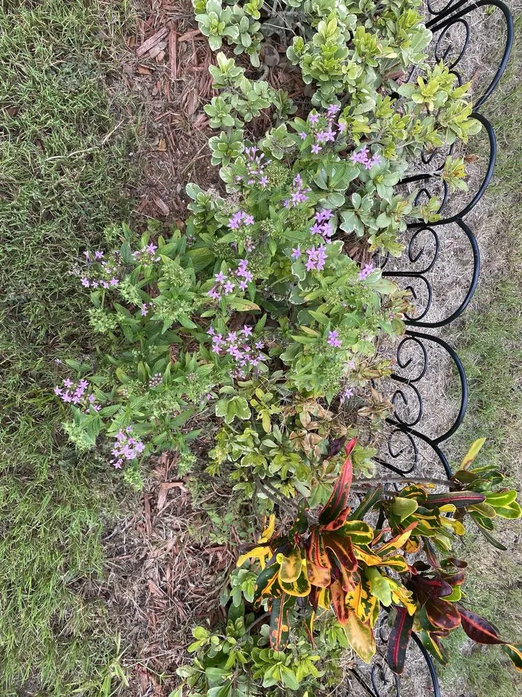 Affordable landscaping services in Ormond Beach, FL by Big League Garden Center