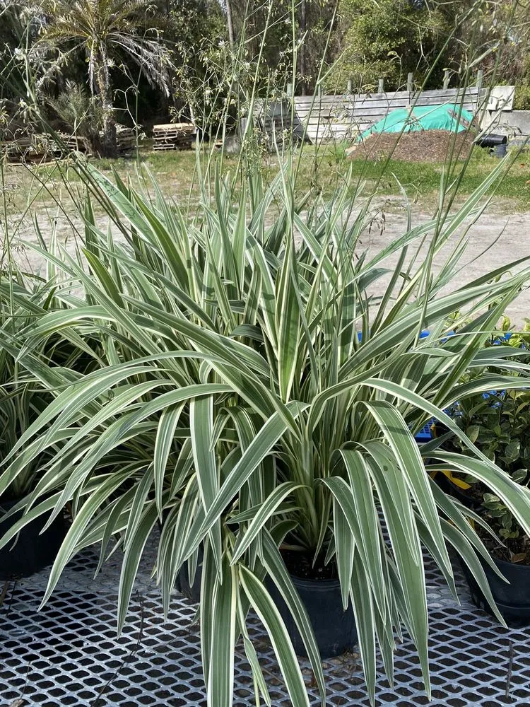 Affordable landscape installation for residential properties in Ormond Beach, FL by Big League Garden Center