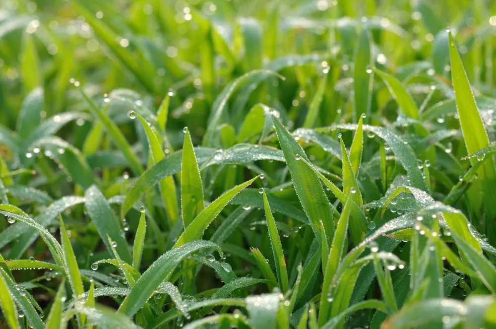 Affordable lawn care service in Ogden, UT by Big League Lawns