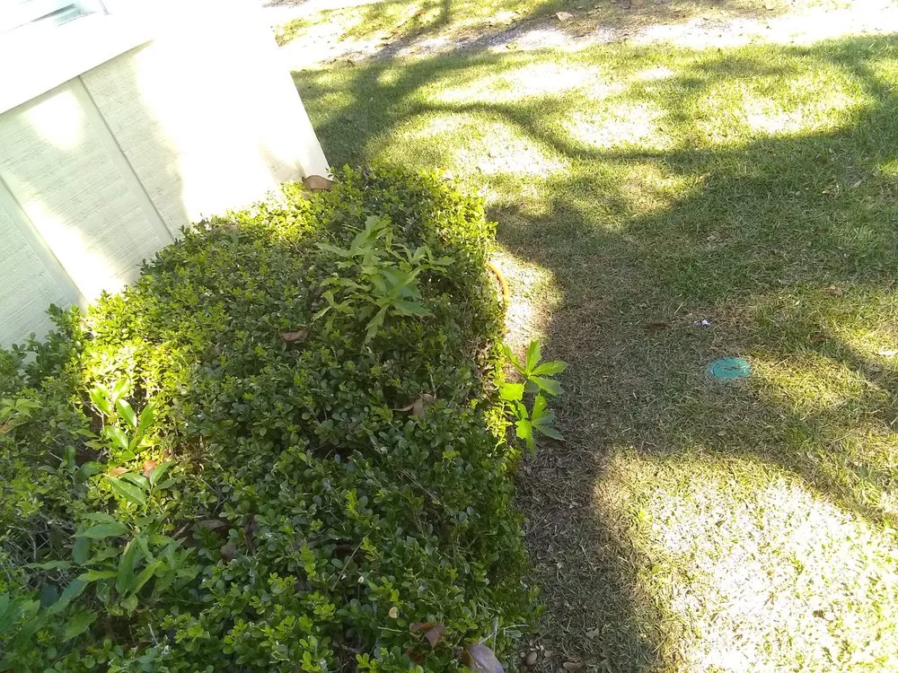 Top-rated yard cleanup service experts serving Valdosta, GA - Big L's Lawncare Service