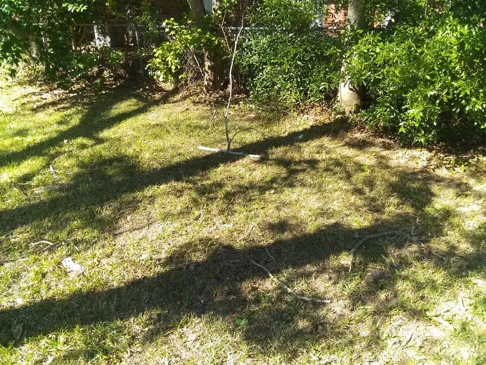 Top-rated landscaping services for beautiful yards in Valdosta, GA by Big L's Lawncare Service