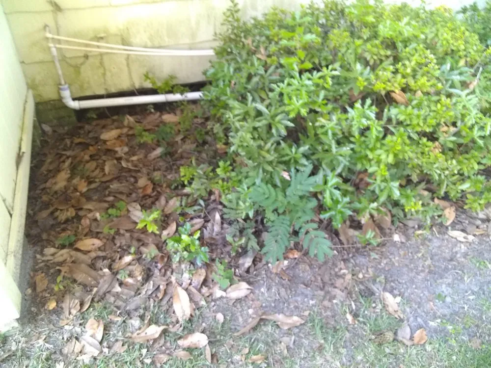 Custom yard maintenance experts serving Valdosta, GA - Big L's Lawncare Service