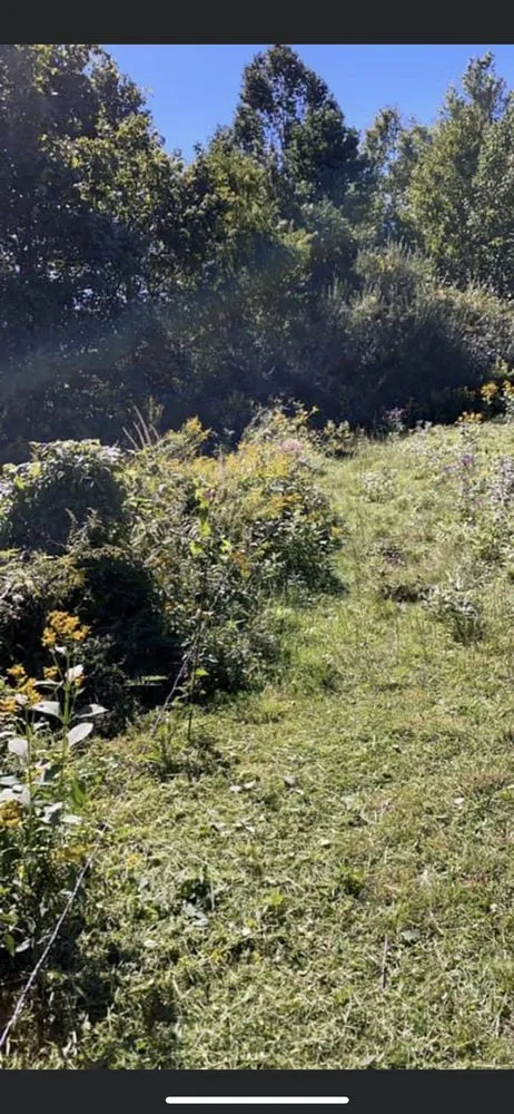 Expert lawn care service with custom design across Fall Branch, TN - Big M Lawn care