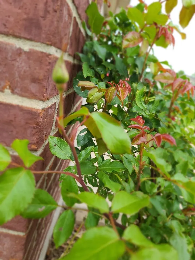 Trusted yard cleanup service for year-round maintenance across Clarksville, IN - Big Man's Lawncare & Mobile Greenery LLC