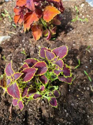 Big Man's Lawncare & Mobile Greenery LLC Logo