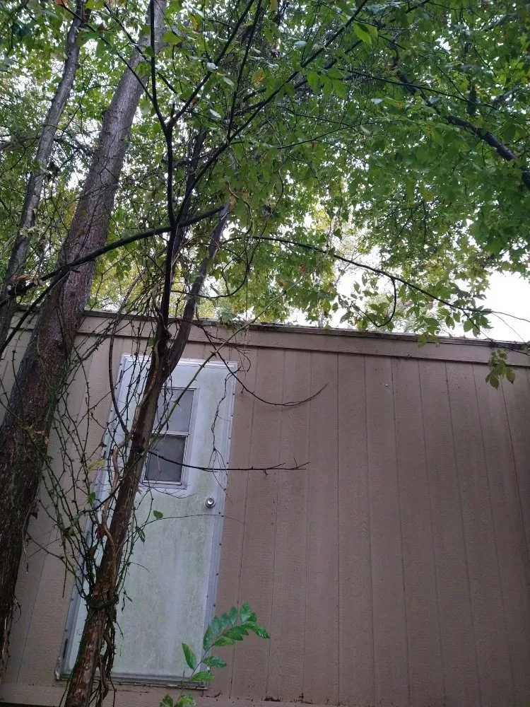 Affordable yard cleanup service for residential properties in Longview, TX by Big Mike & Son's Lawn care