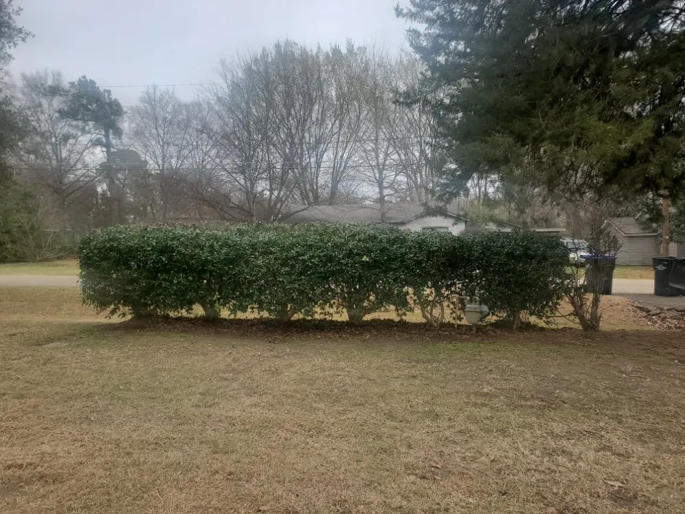 Affordable yard maintenance in Longview, TX - Big Mike & Son's Lawn care