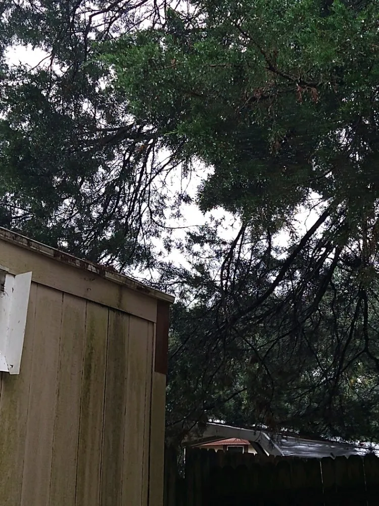 Expert outdoor landscaping for homes in Longview, TX by Big Mike & Son's Lawn care