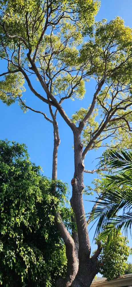 Professional yard maintenance in Costa Mesa, CA by Big Mike & Sons' Tree Service