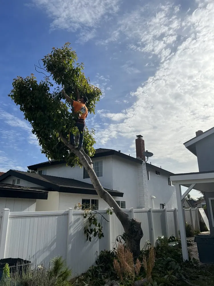Expert residential landscaping experts serving Costa Mesa, CA - Big Mike & Sons' Tree Service