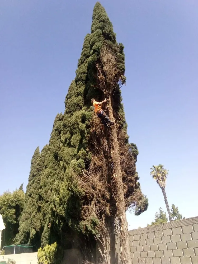 Reliable garden landscaping experts serving Costa Mesa, CA - Big Mike & Sons' Tree Service