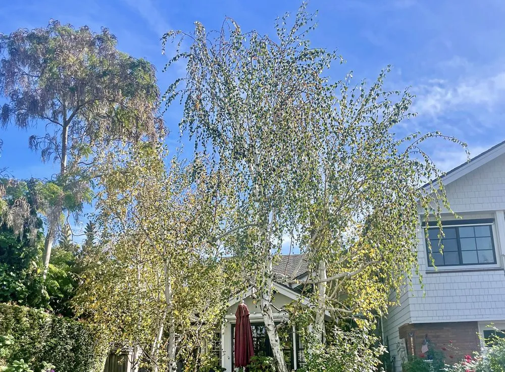 Reliable outdoor landscaping in Costa Mesa, CA - Big Mike & Sons' Tree Service