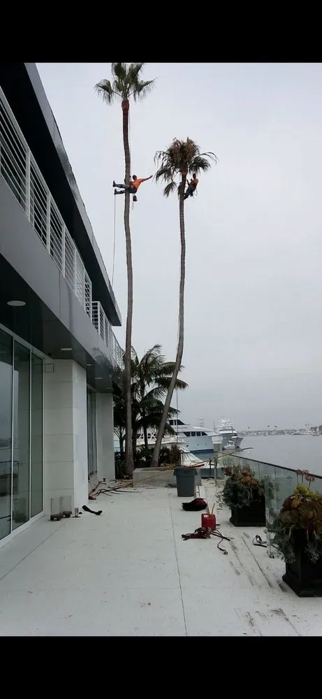 Reliable lawn care service near you across Costa Mesa, CA - Big Mike & Sons' Tree Service