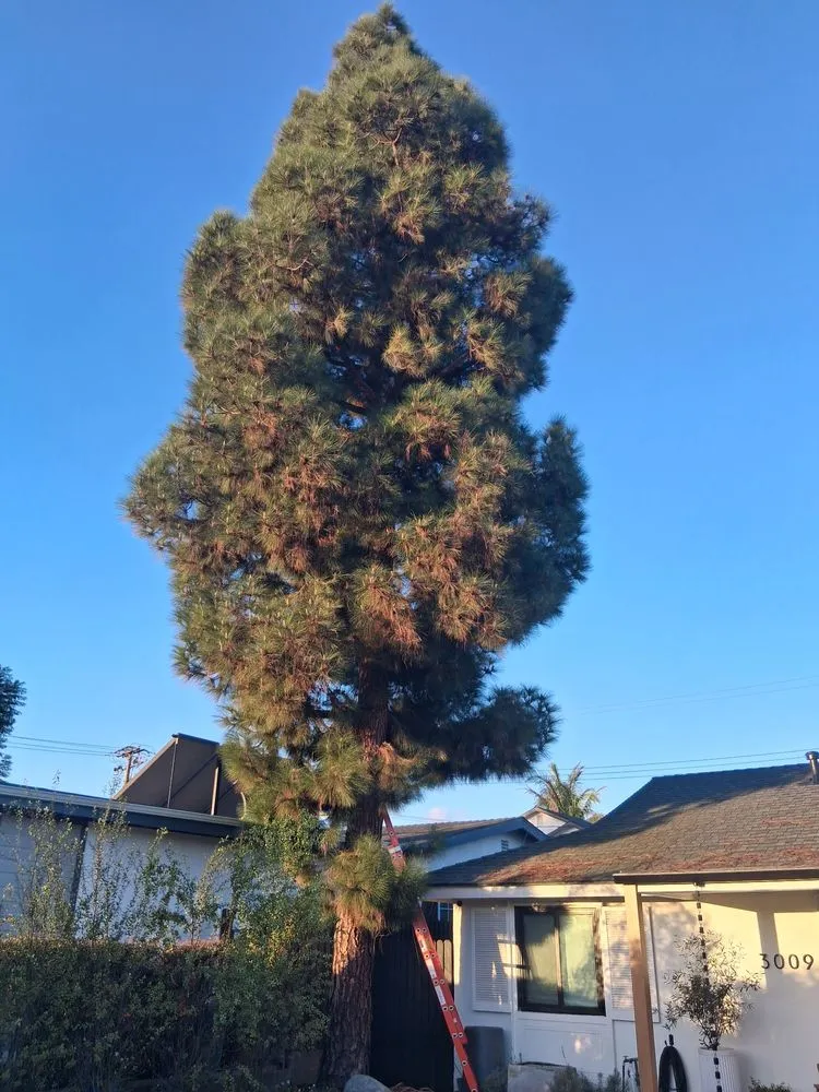 Trusted garden landscaping in Costa Mesa, CA by Big Mike & Sons' Tree Service