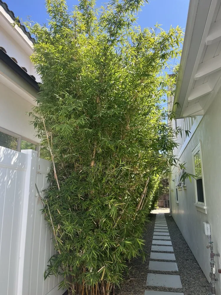 Affordable landscape installation in Costa Mesa, CA by Big Mike & Sons' Tree Service