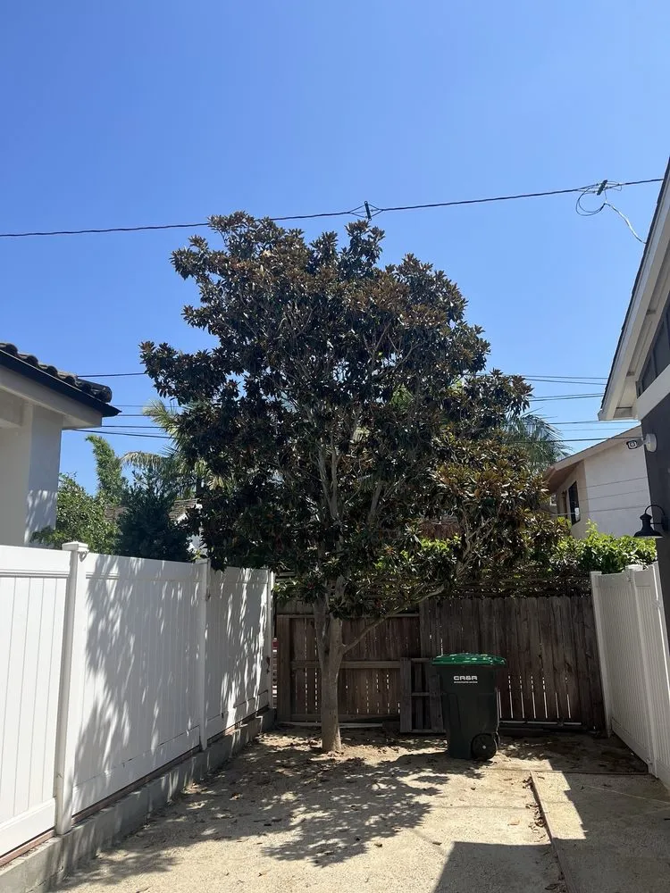 Reliable yard cleanup service for beautiful yards across Costa Mesa, CA - Big Mike & Sons' Tree Service