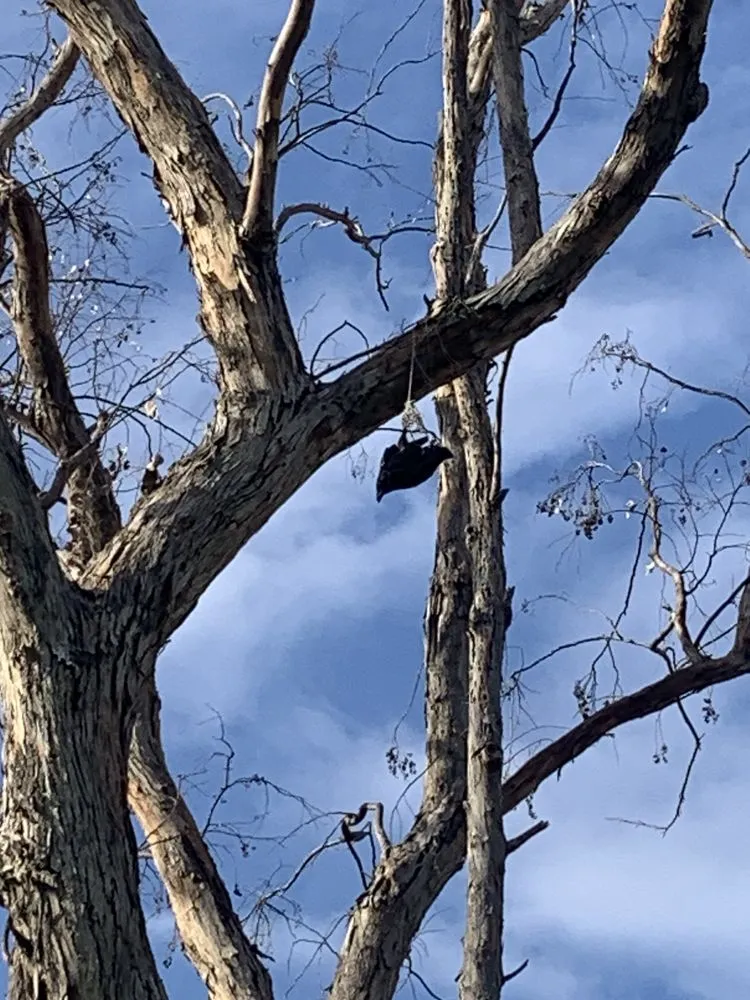 Professional landscape design for homes across Costa Mesa, CA - Big Mike & Sons' Tree Service