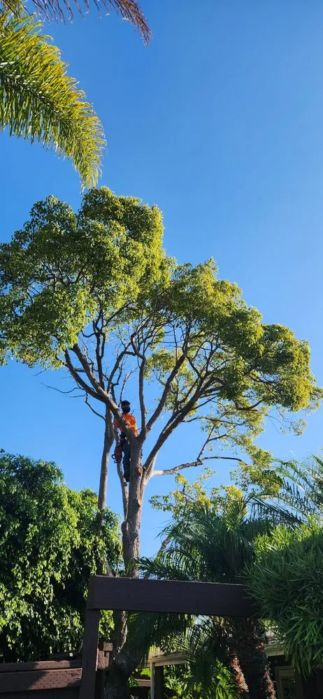 Professional residential landscaping in Costa Mesa, CA by Big Mike & Sons' Tree Service