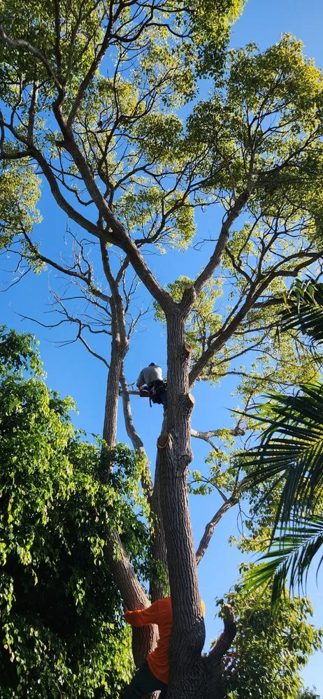 Expert yard cleanup service for homes across Costa Mesa, CA - Big Mike & Sons' Tree Service