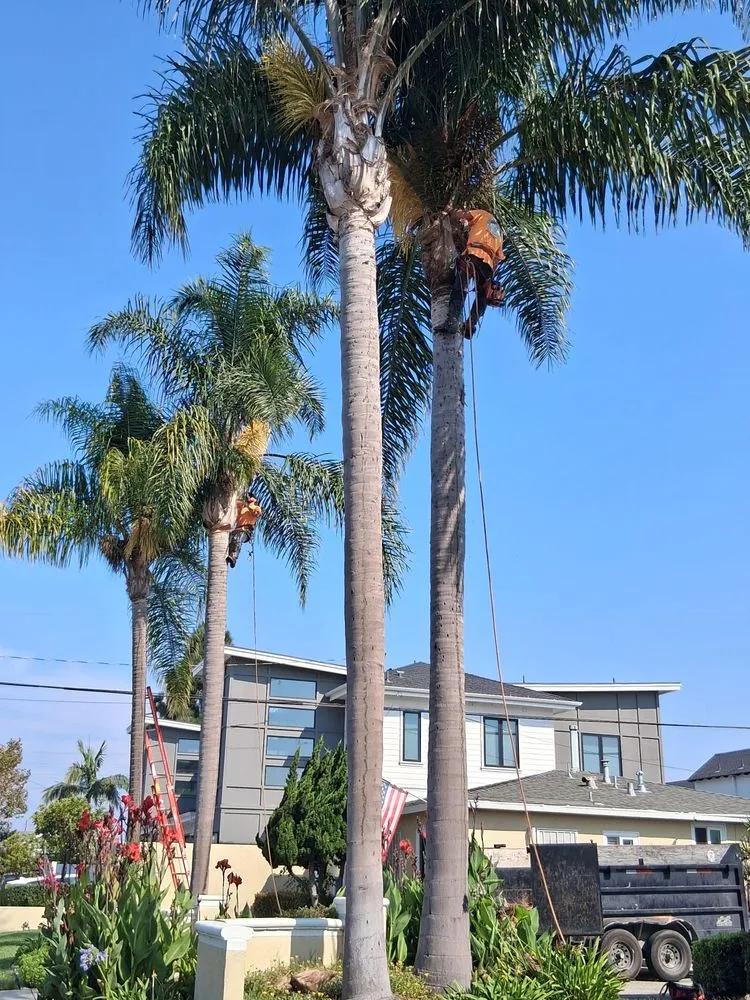 Reliable landscaping services in Costa Mesa, CA by Big Mike & Sons' Tree Service