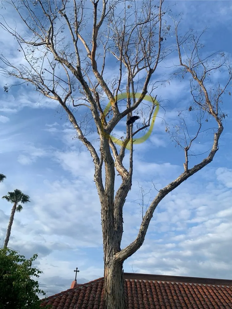 Professional landscape design in Costa Mesa, CA by Big Mike & Sons' Tree Service