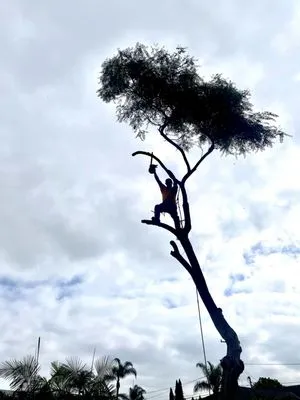 Big Mike & Sons' Tree Service Logo