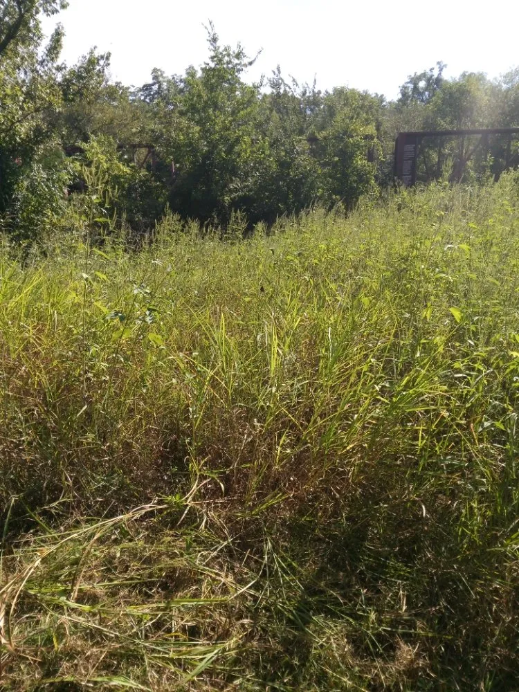 Custom garden landscaping for homes across Neosho, MO - Big Monkey Lawncare