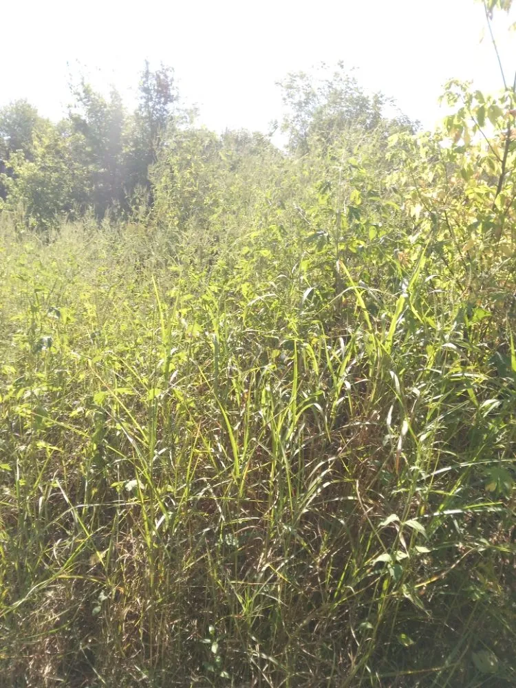 Local yard cleanup service in Neosho, MO by Big Monkey Lawncare