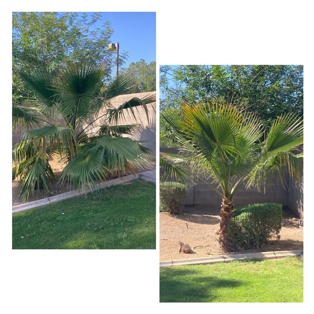 Professional outdoor landscaping for homes in Apache Junction, AZ by Big O Lawn Care