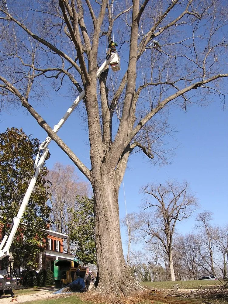 Affordable lawn mowing service in Stuarts Draft, VA - Big O Tree and Lawn Service