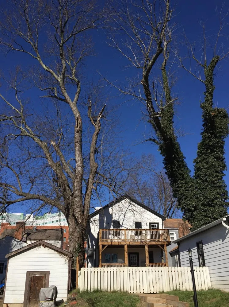 Top-rated landscaping services for beautiful yards across Stuarts Draft, VA - Big O Tree and Lawn Service