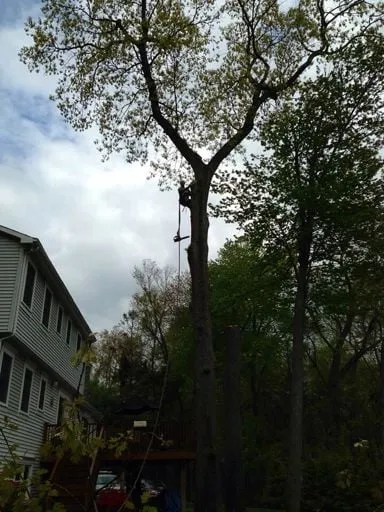 Custom yard maintenance for year-round maintenance in Bethany, CT by Big Oak Services