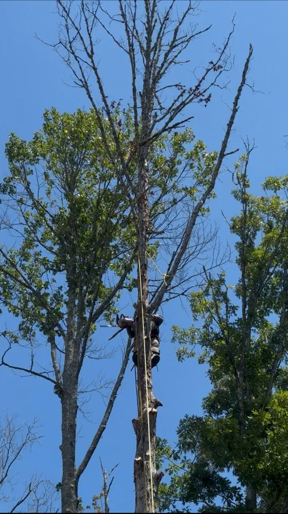 Expert landscape design in Demorest, GA by Big Outdoor Services